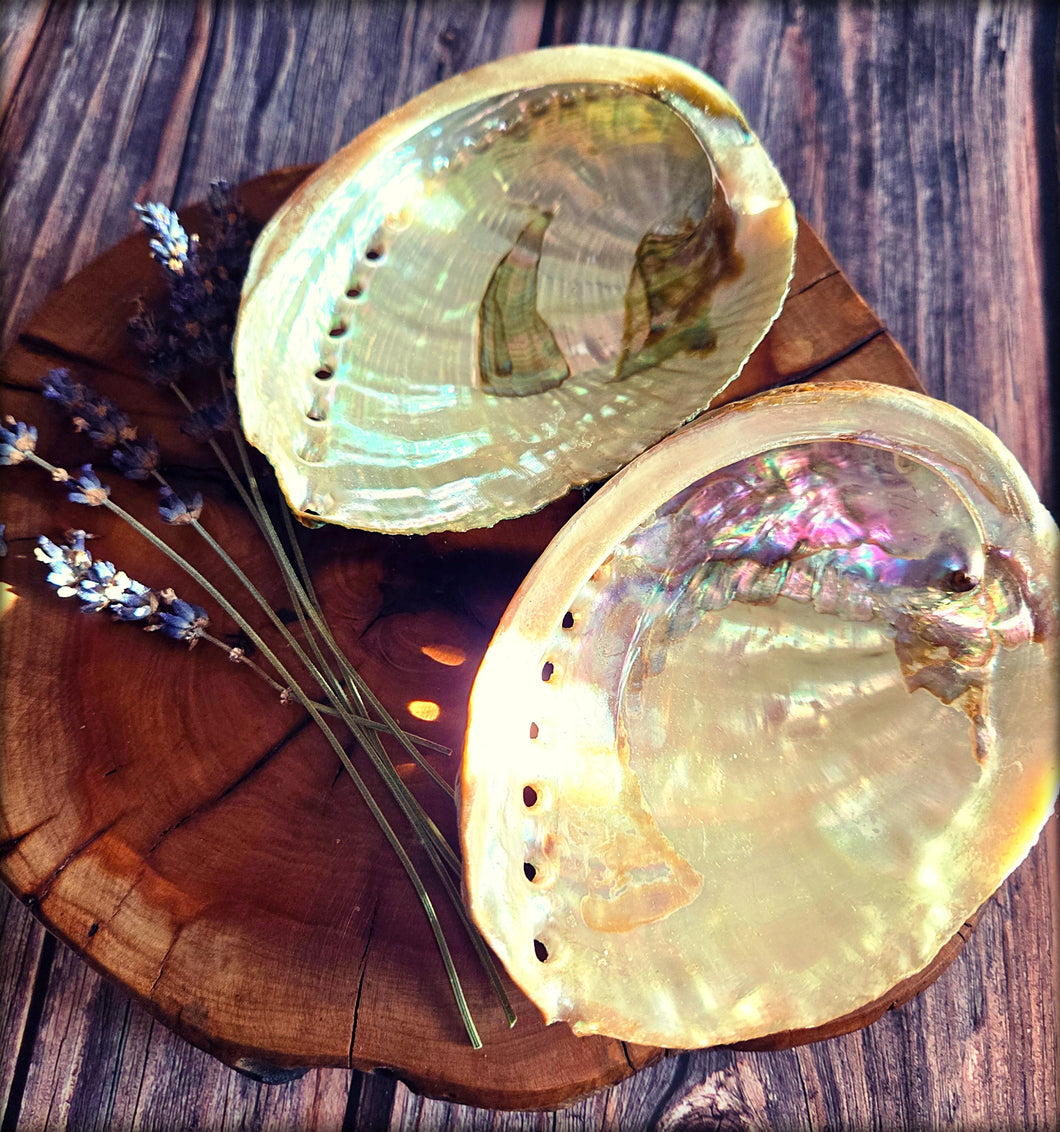 Abalone Shell